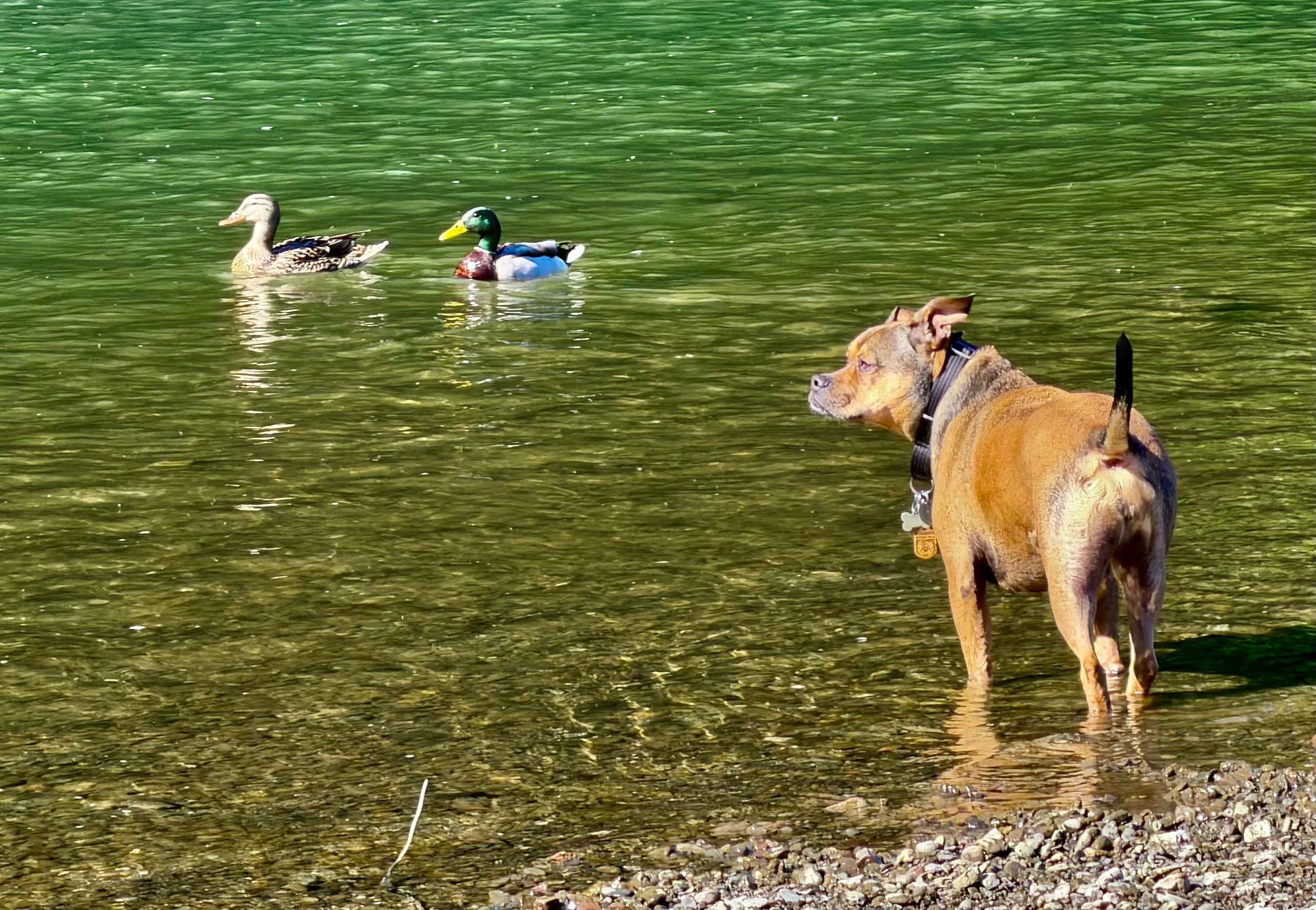 Our little dog at the river — access just across the street and down a short way from our VRBO. 