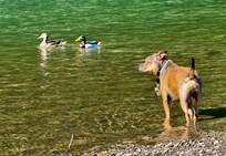 Our little dog at the river — access just across the street and down a short way from our VRBO.
