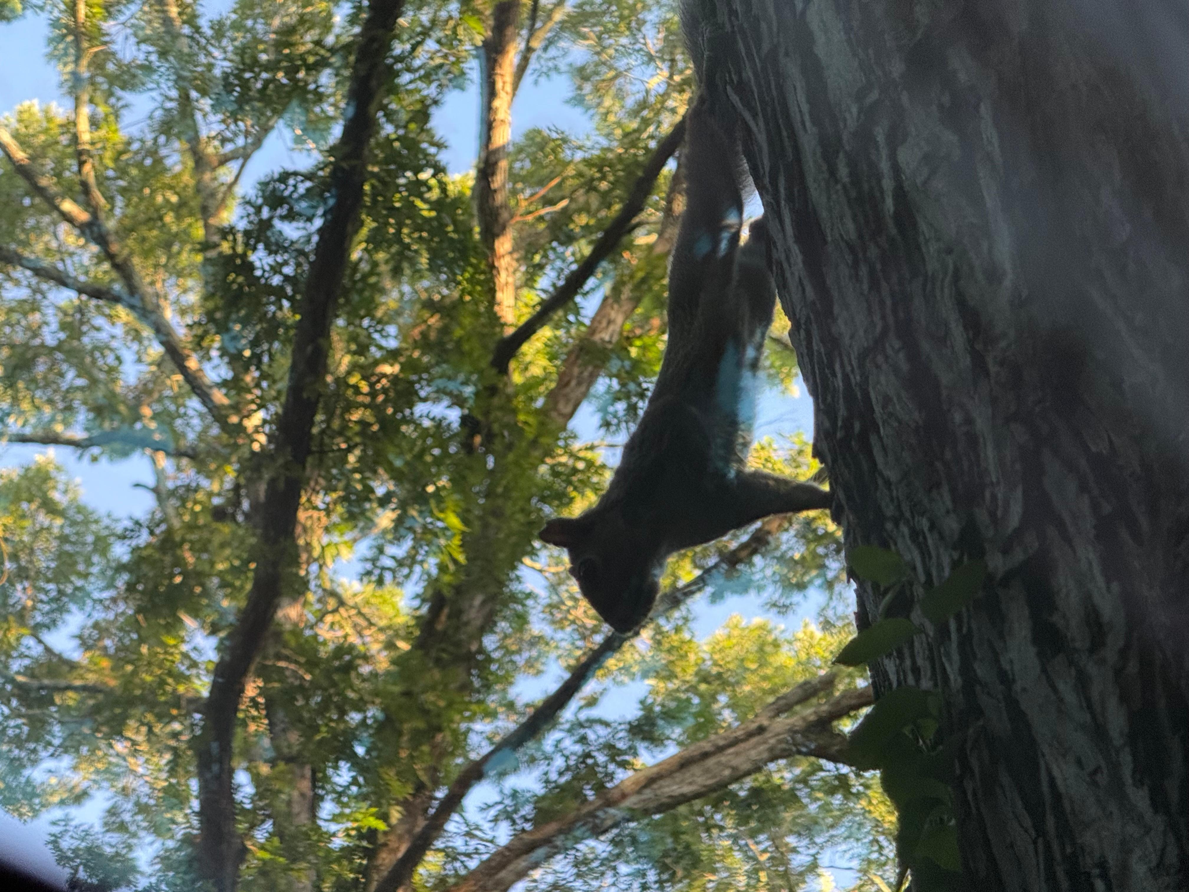 Morning visitor checking in on us. 