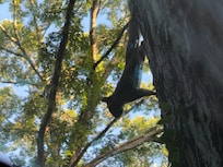 Morning visitor checking in on us.