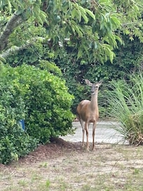 Local wildlife came to the pool.