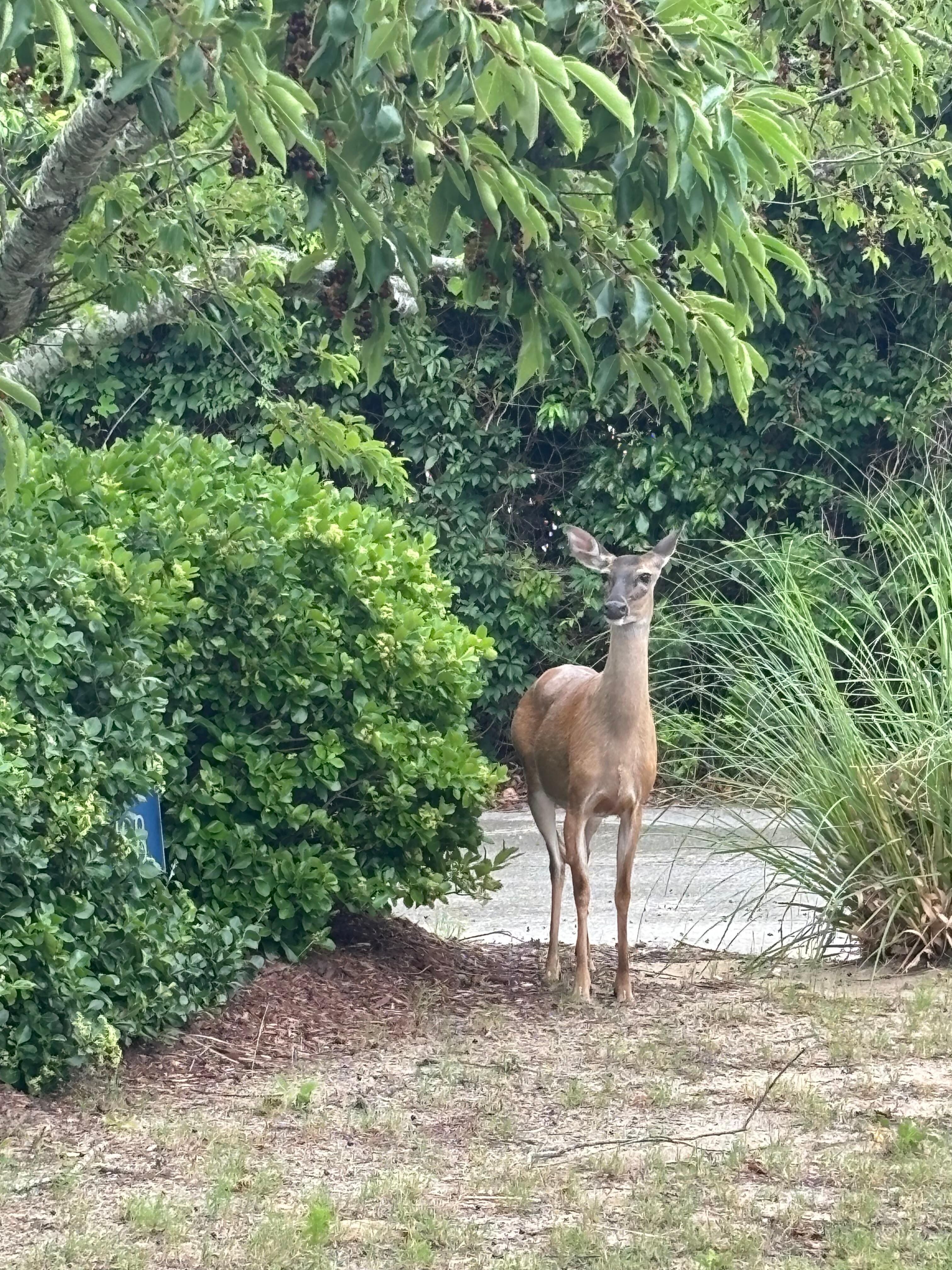 Local wildlife came to the pool.