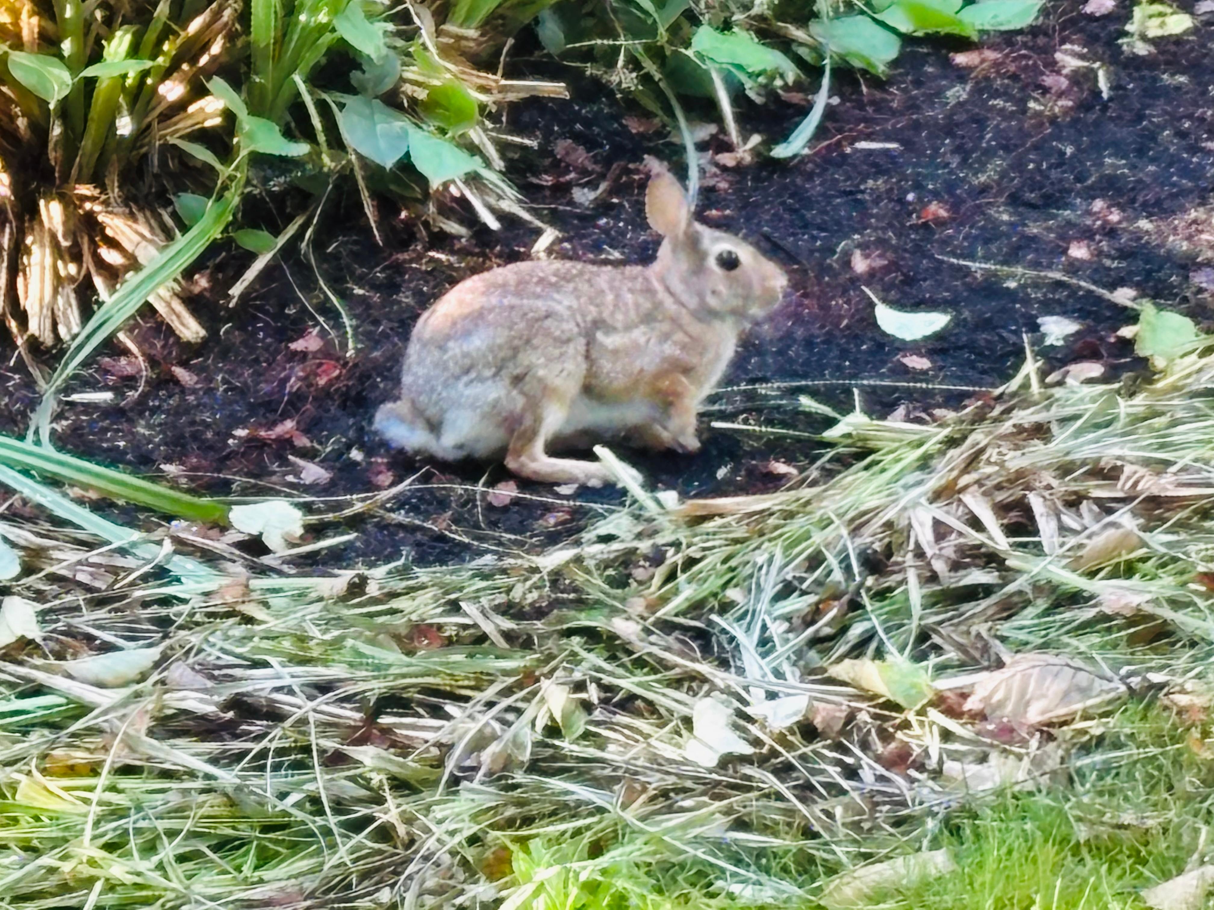 An Eastern Cottontail on the West Coast seen on an early morning walk.