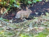 An Eastern Cottontail on the West Coast seen on an early morning walk.