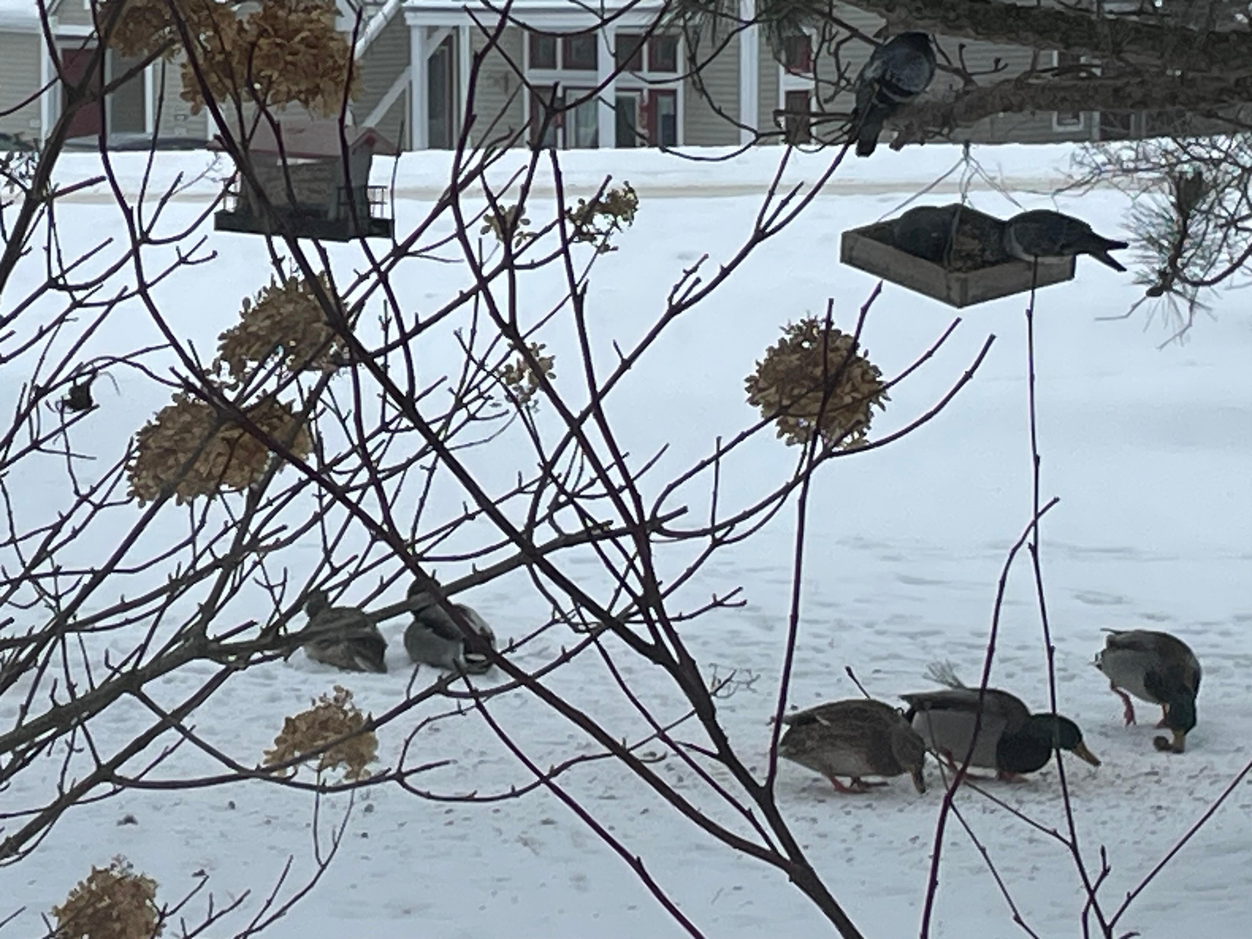 Canards "malards"
sur le terrain! 