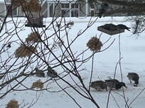 Canards "malards"
sur le terrain!