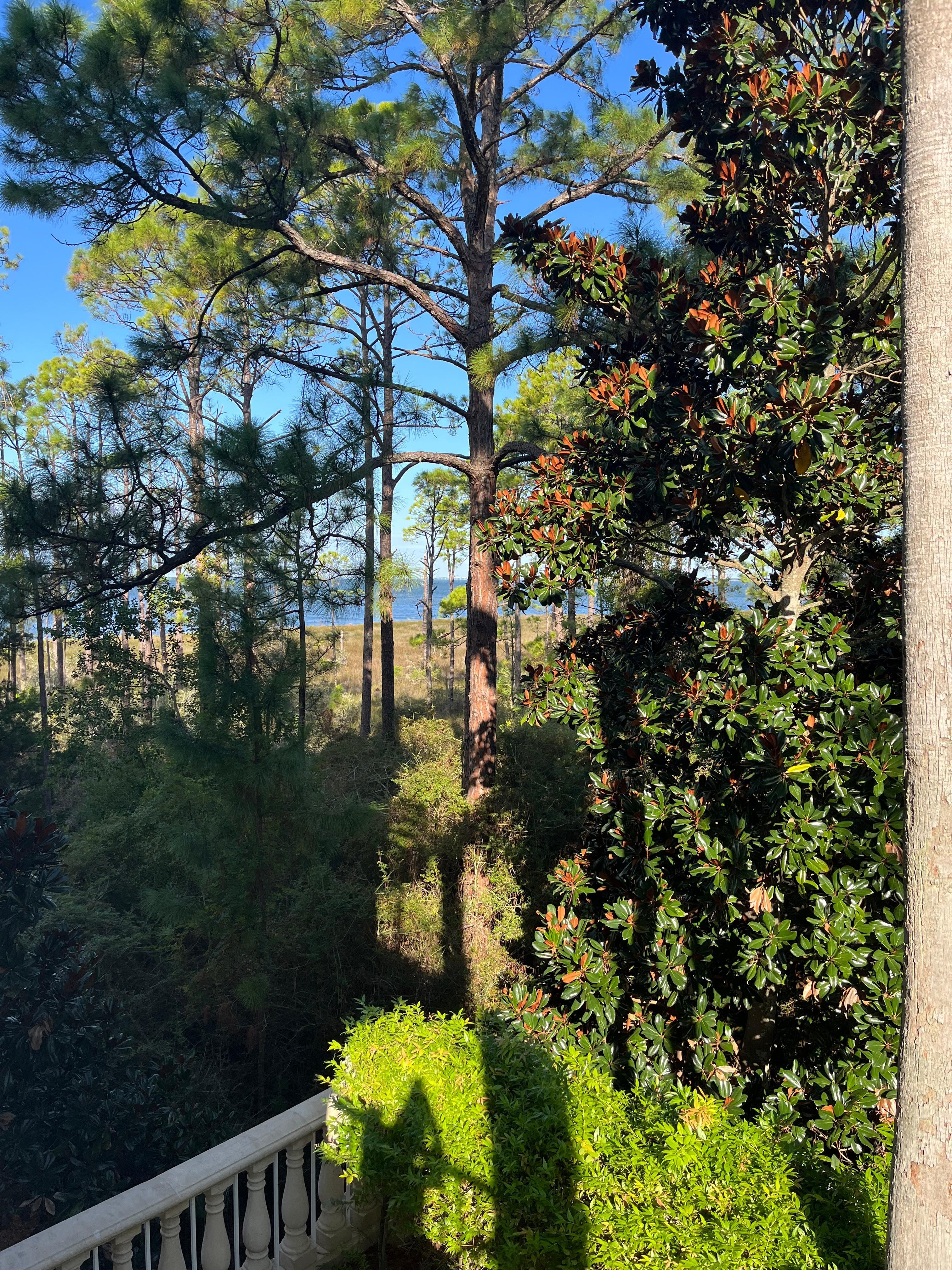 Water through the trees view from balcony