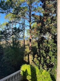 Water through the trees view from balcony