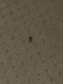 There was a cockroach in my room