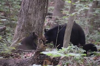 There were 2 cubs with their mom. She was digging for bugs under fallen logs.