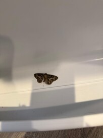 Moth in refrigerator
