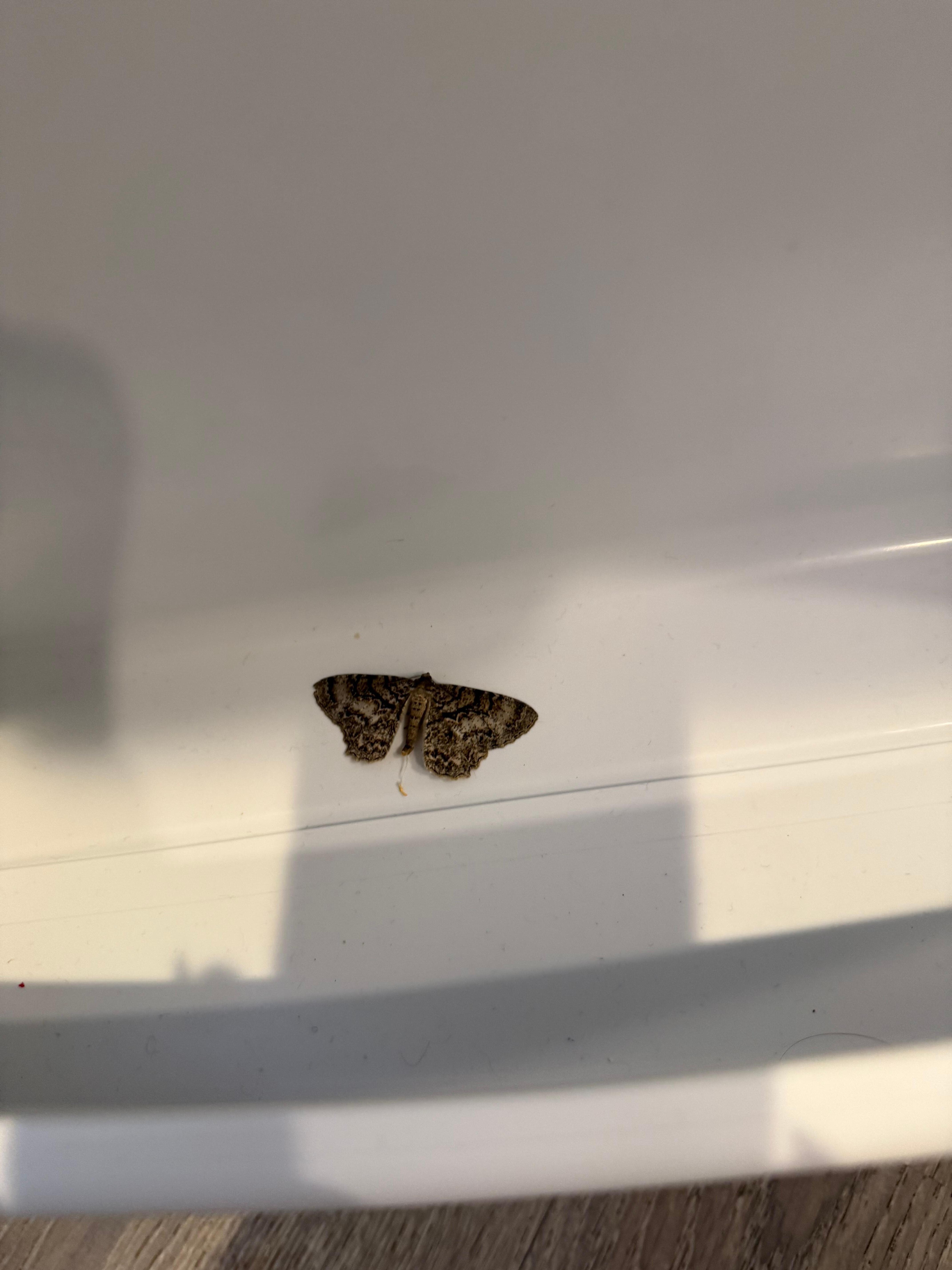 Moth in refrigerator 