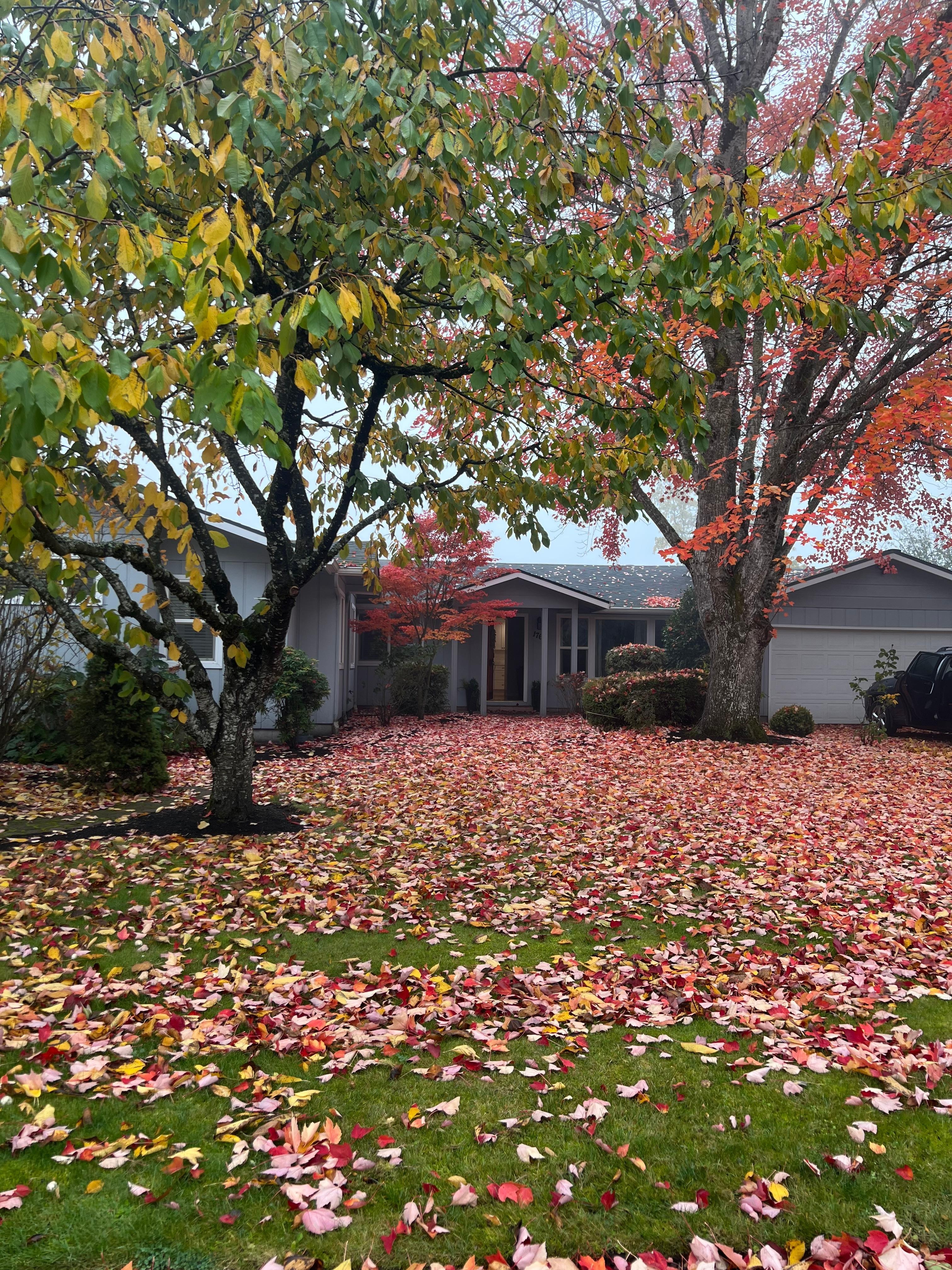 We could do leaf peeping for fall colors right from home!