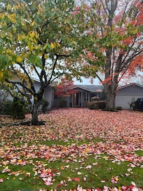 We could do leaf peeping for fall colors right from home!