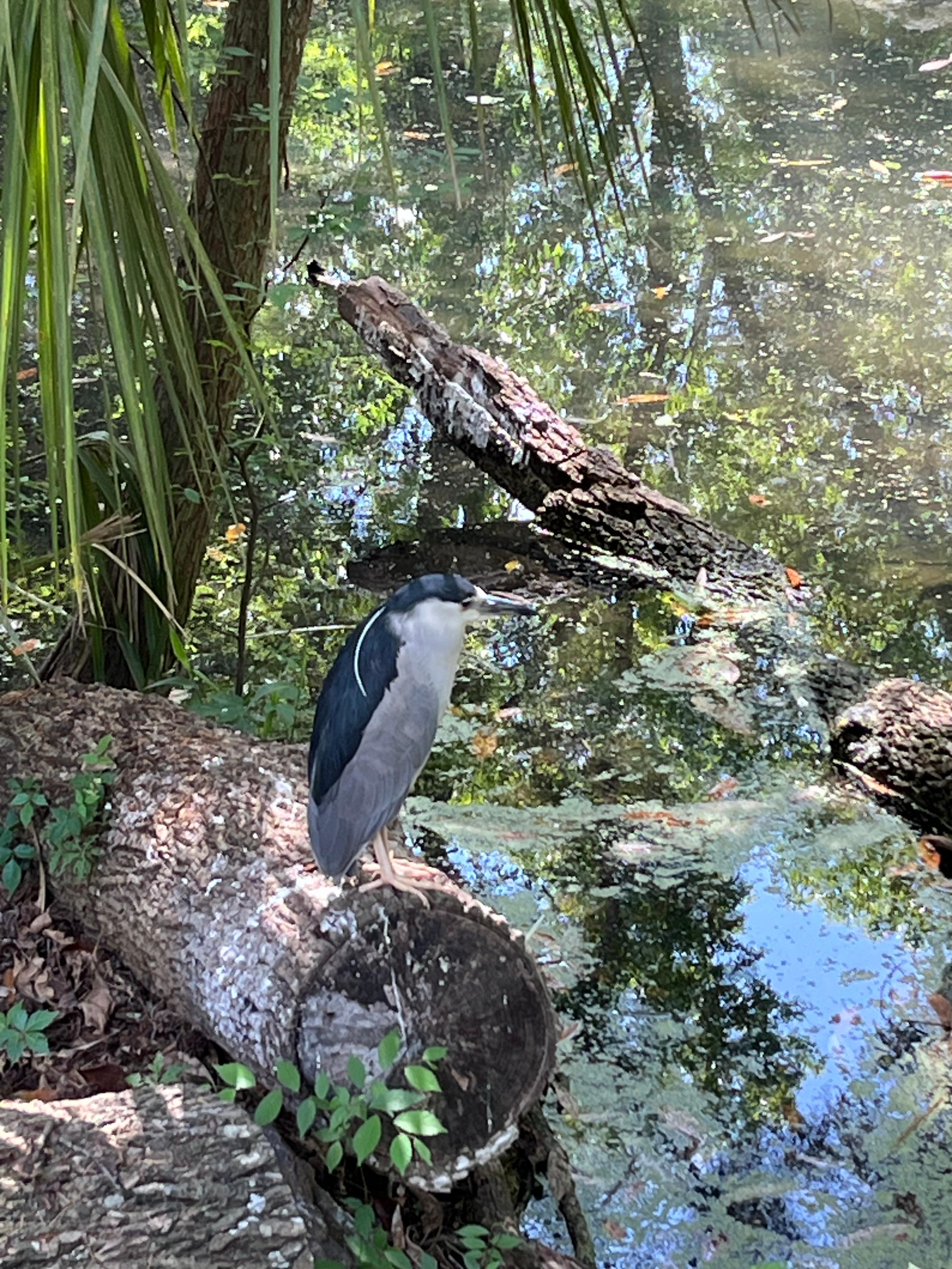 Homosassa Springs. The underwater viewing area was amazing with large Snook. 