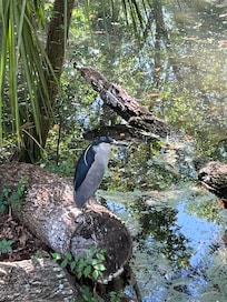 Homosassa Springs. The underwater viewing area was amazing with large Snook.
