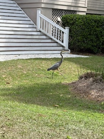 Our daily visitor