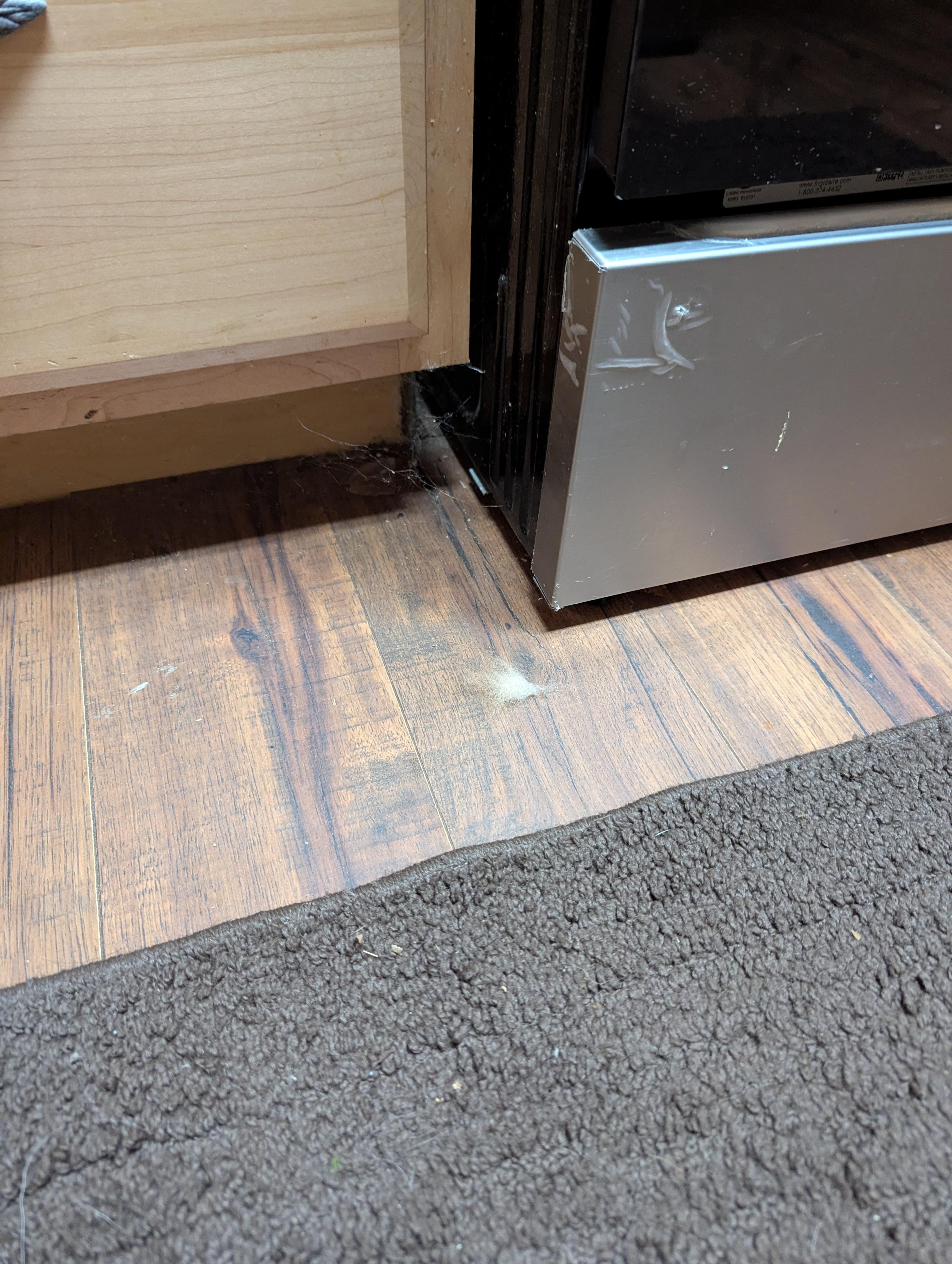 Dog fur, just one of the many examples of how dirty the floor was.