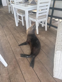 A visitor on the deck!