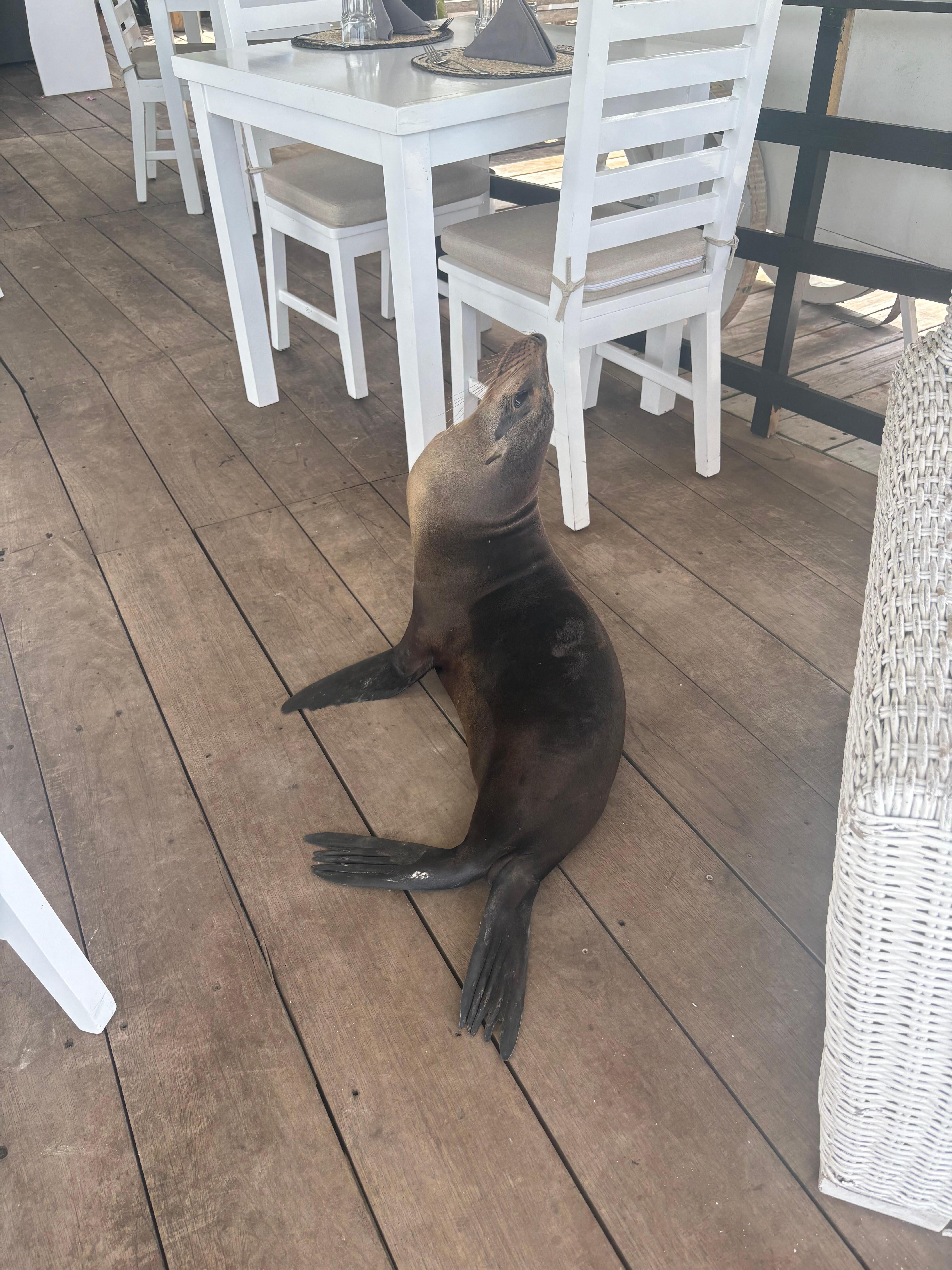 A visitor on the deck!
