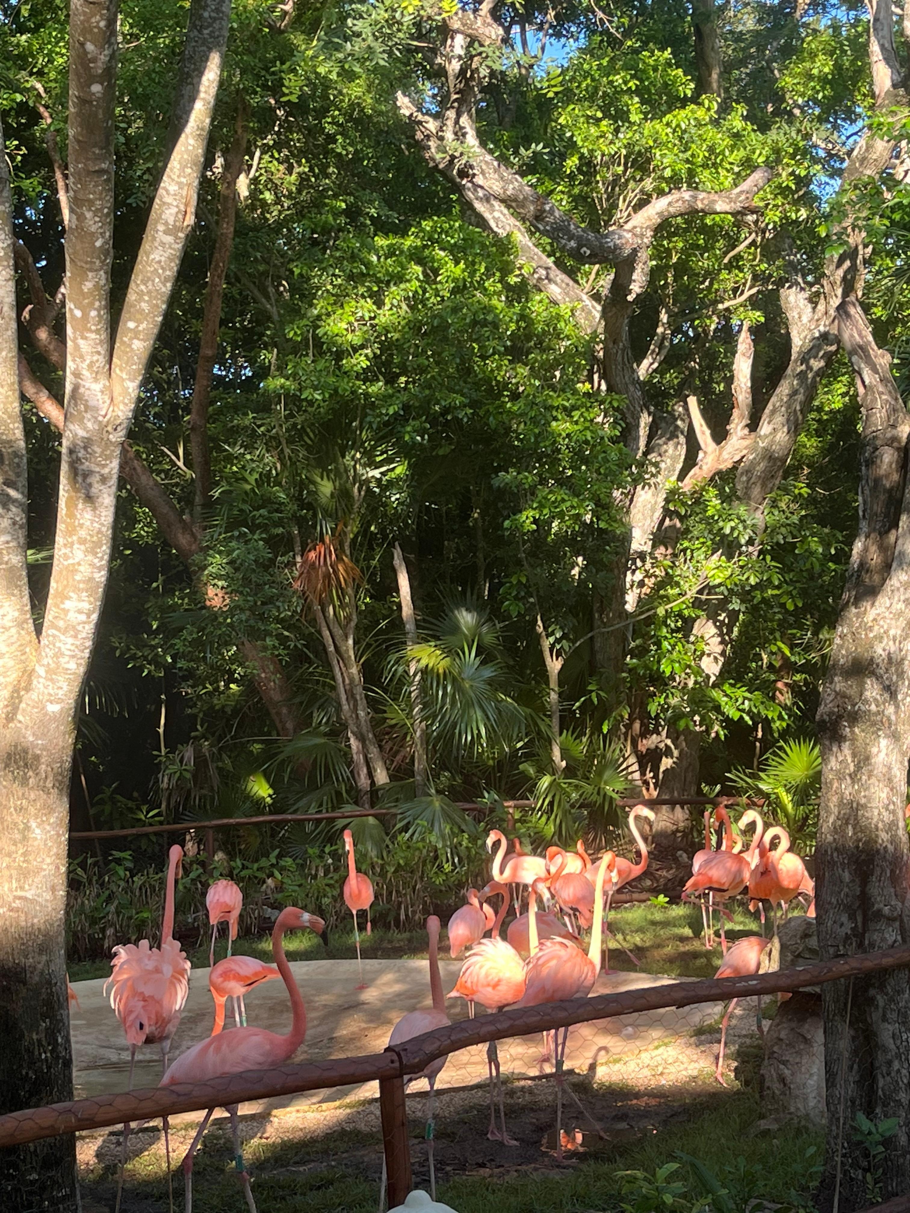 Flamingos