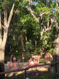Flamingos