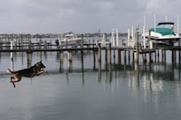 A dock to jump off! My FAVORITE said Chance the GSD!