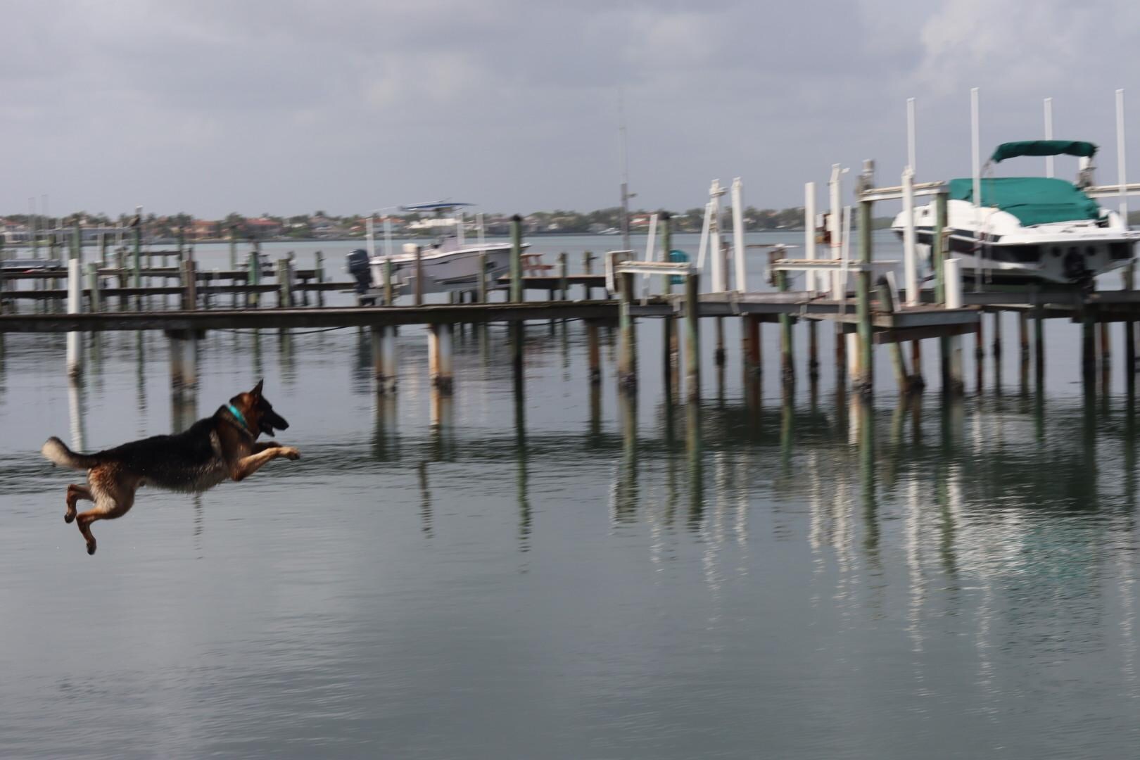 A dock to jump off!  My FAVORITE said Chance the GSD!
