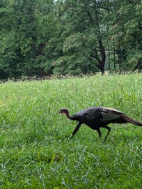 Cades Cove Turkey
