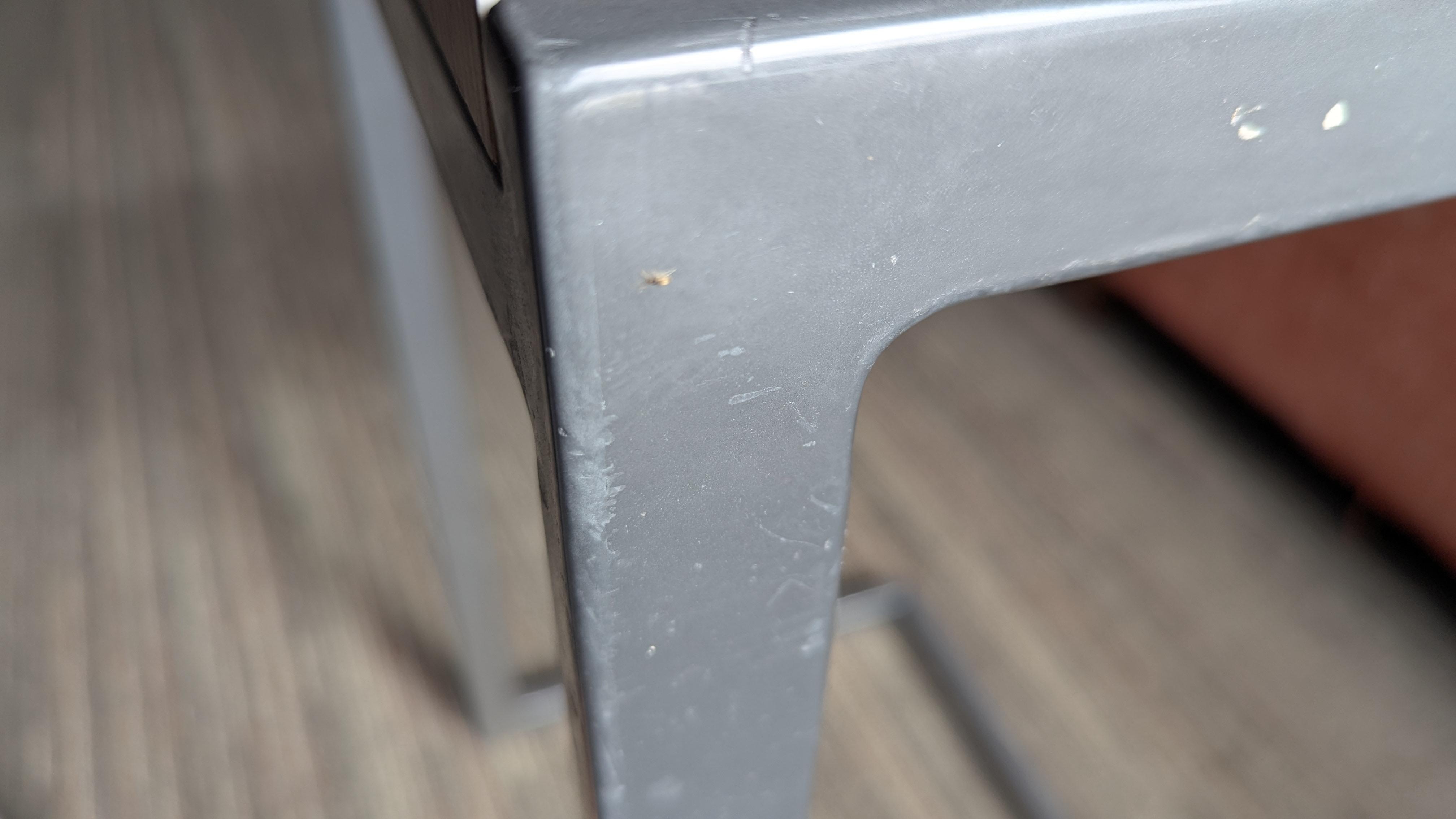 Ants everywhere in the new room.