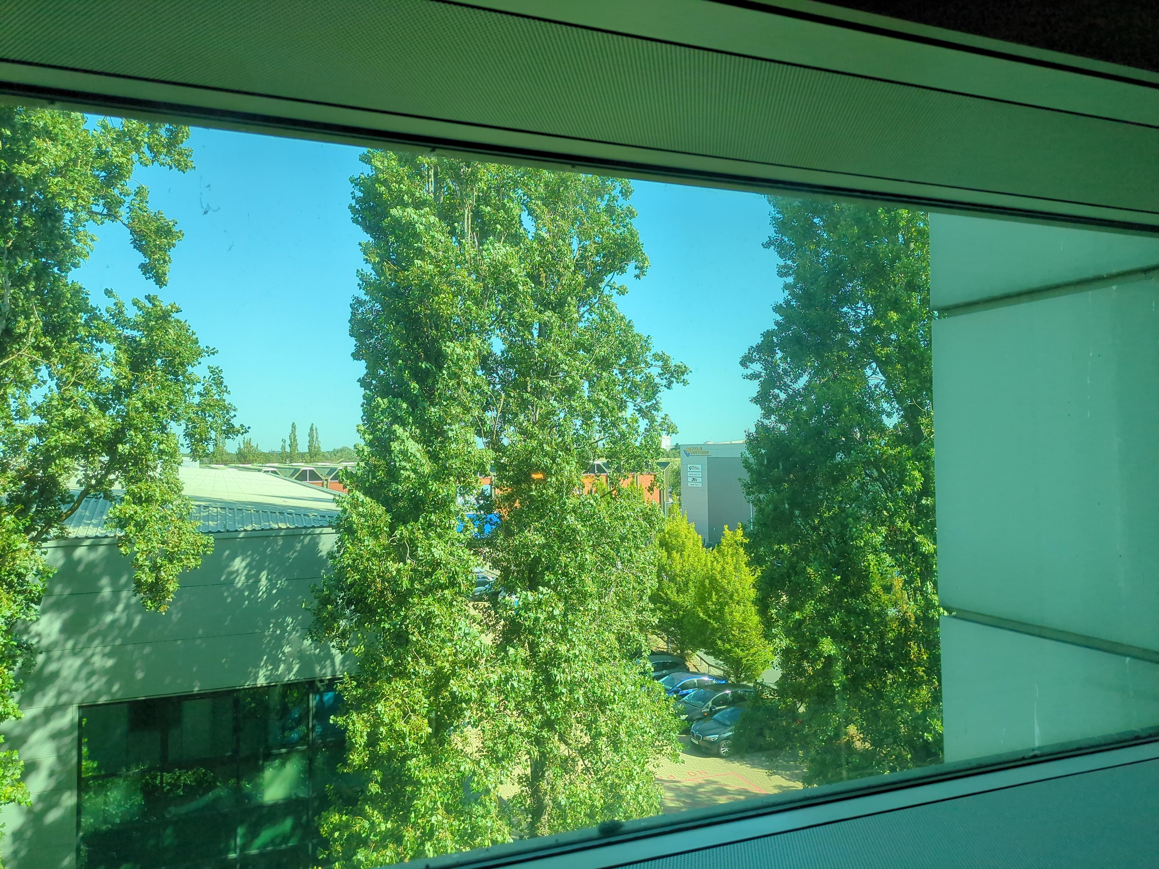 Lovely trees in my view.