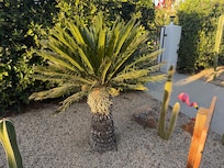 I tried to climb this tree... 3/10