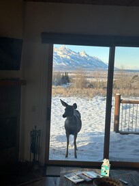 Mule deer saying hello. Look at those ears!