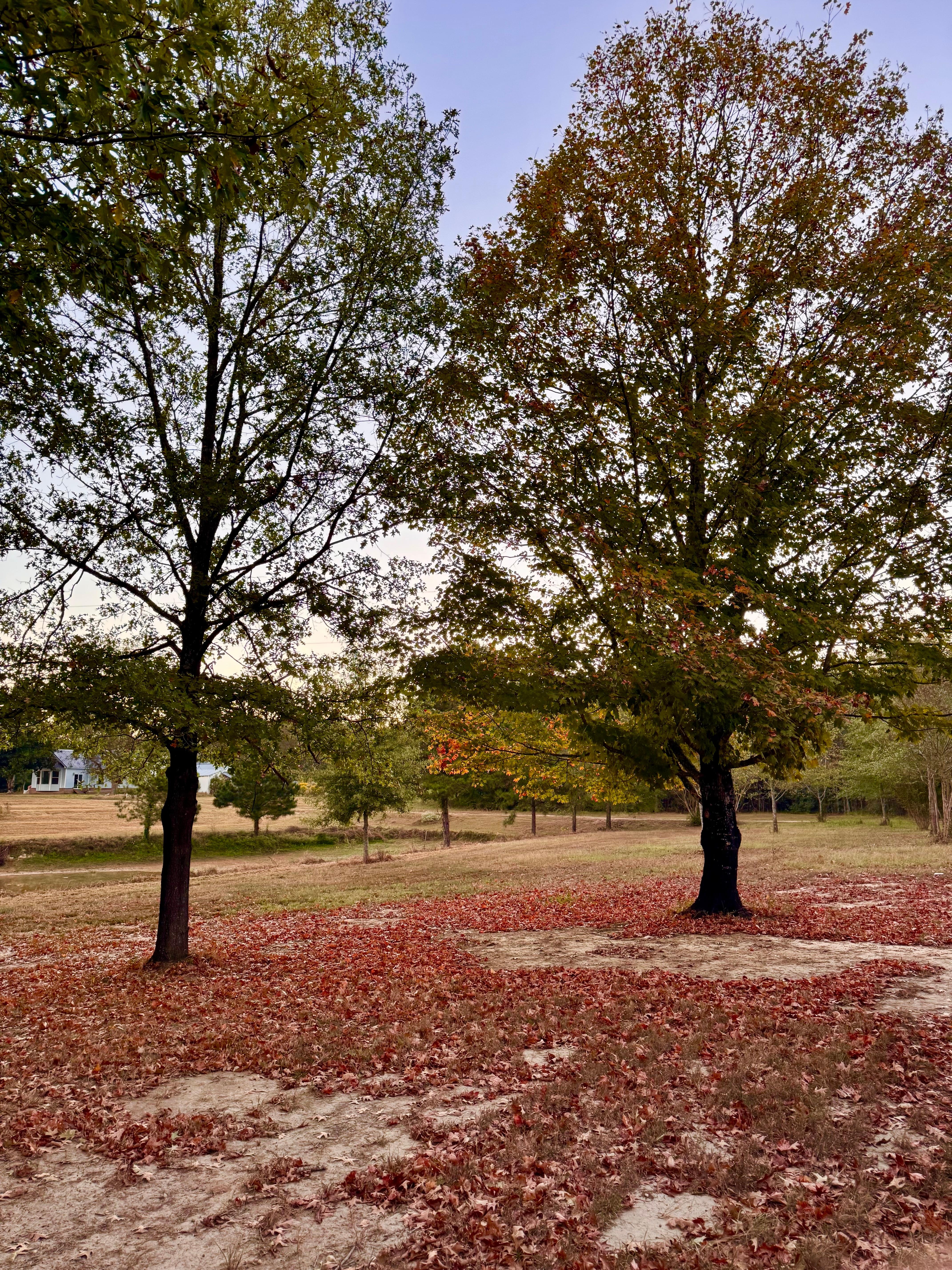 Lovely seating area right out front. Beautiful as the leaves change 