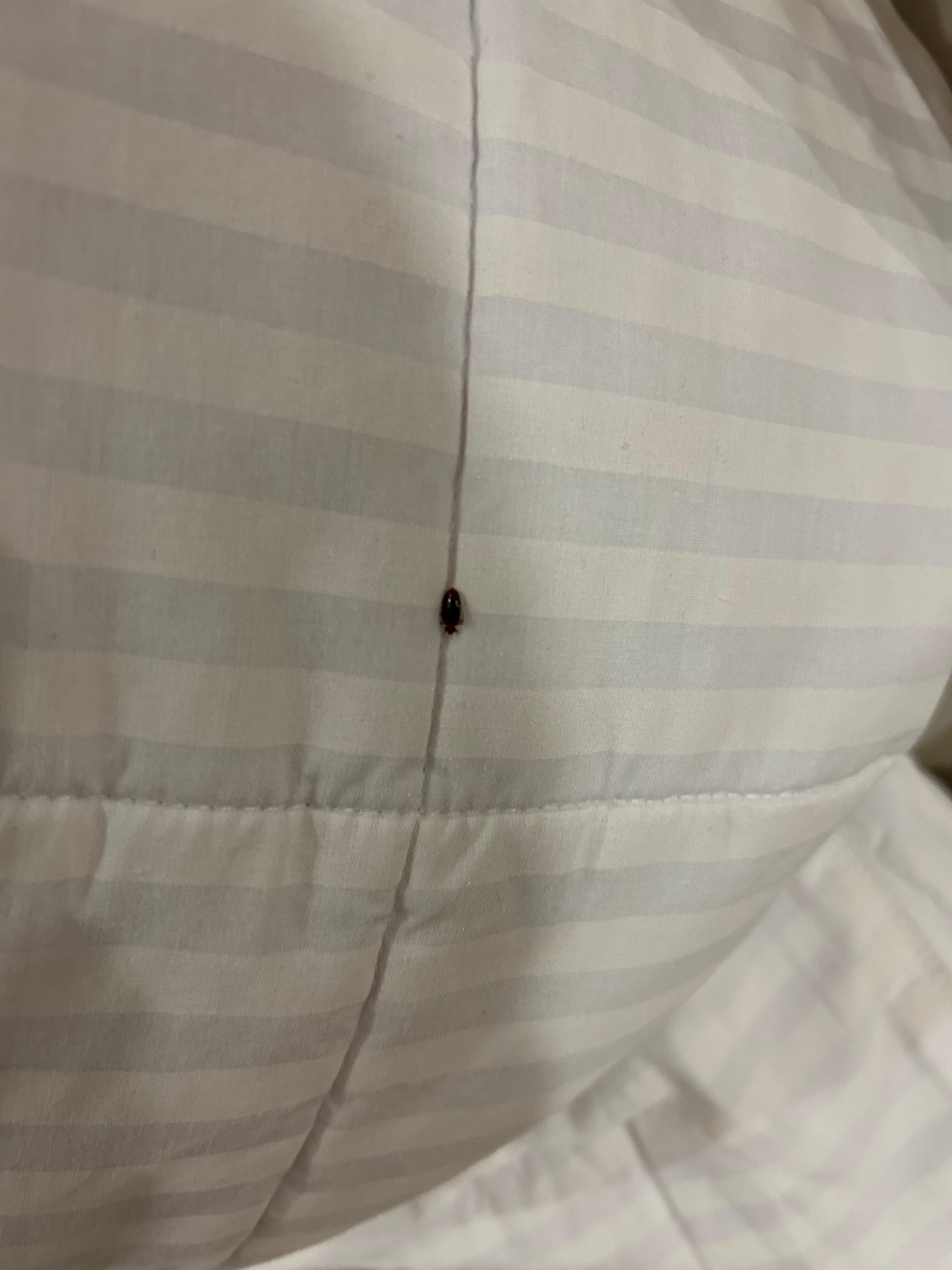 Bed bugs 