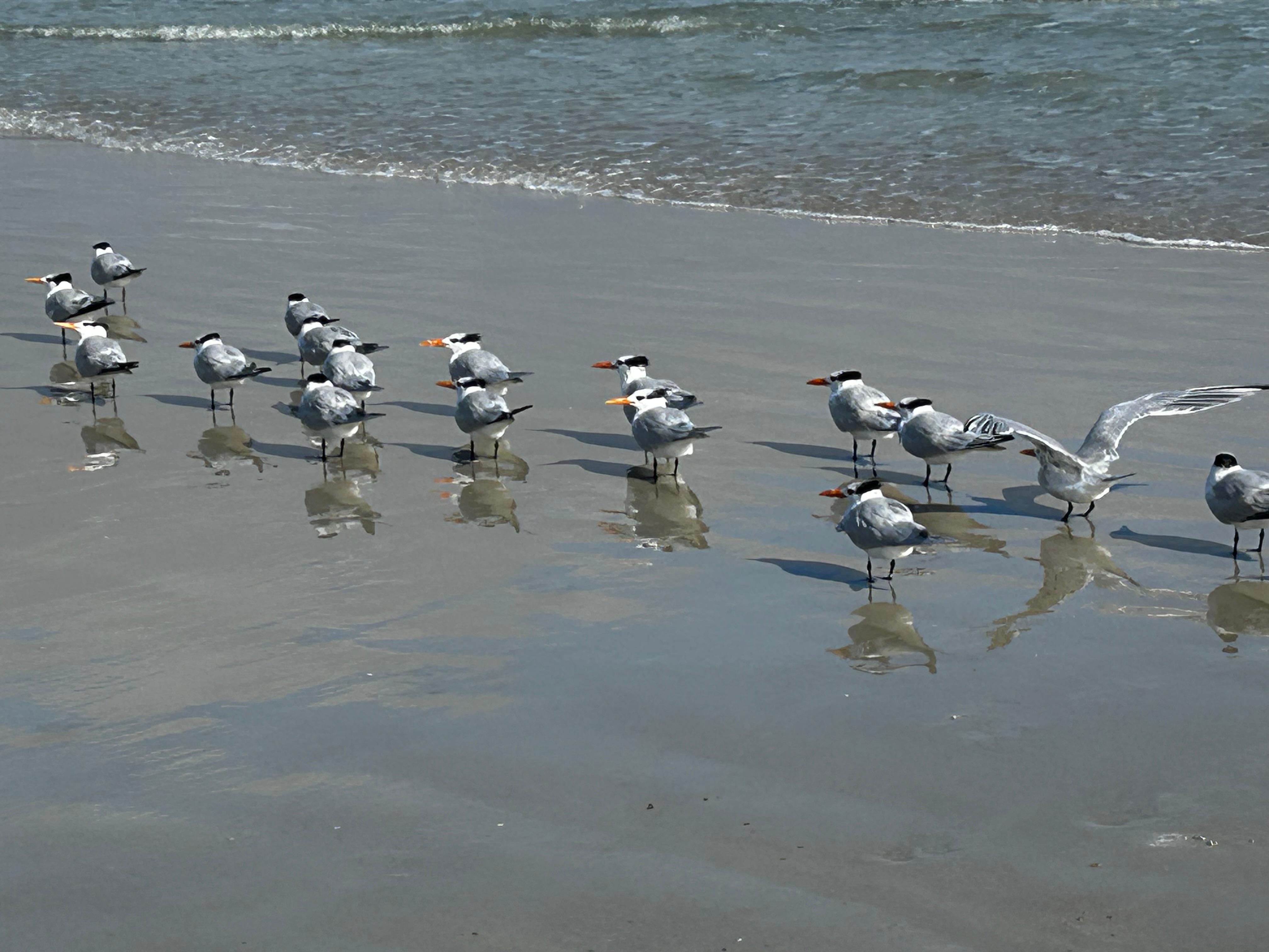 Royal Terns facing the wind