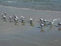 Royal Terns facing the wind