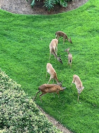 Deer come around daily