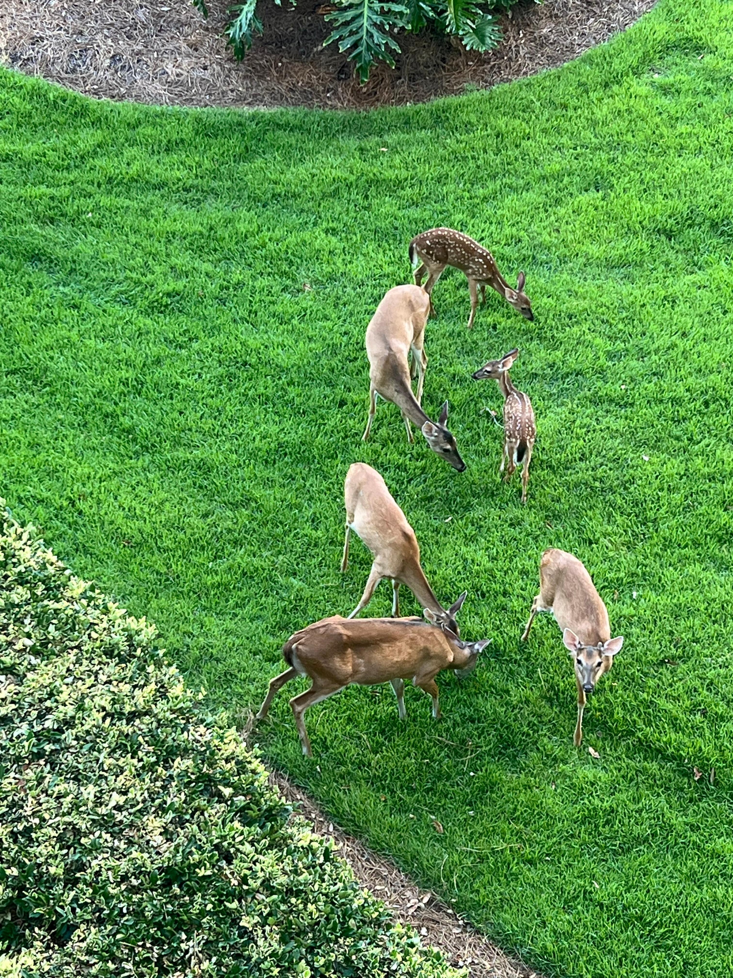 Deer come around daily