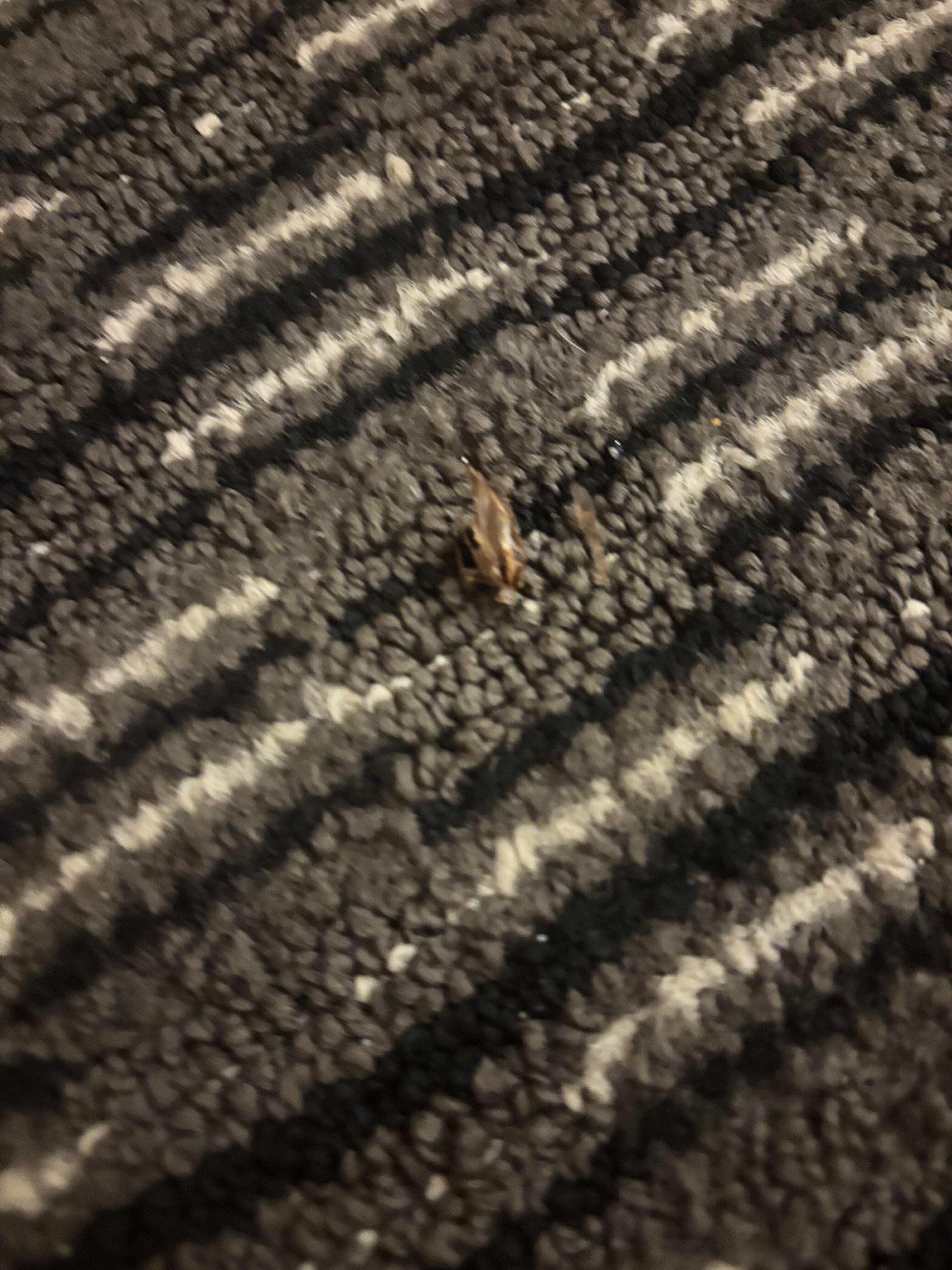 Roach 2