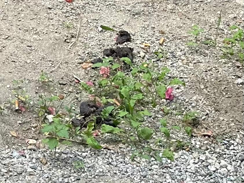 Dog poop in room's private courtyard, outside glass patio sliding door.