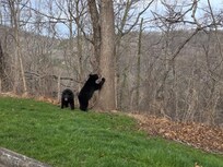 During one of our hikes, we got to see a mama bear and her 2 babies.