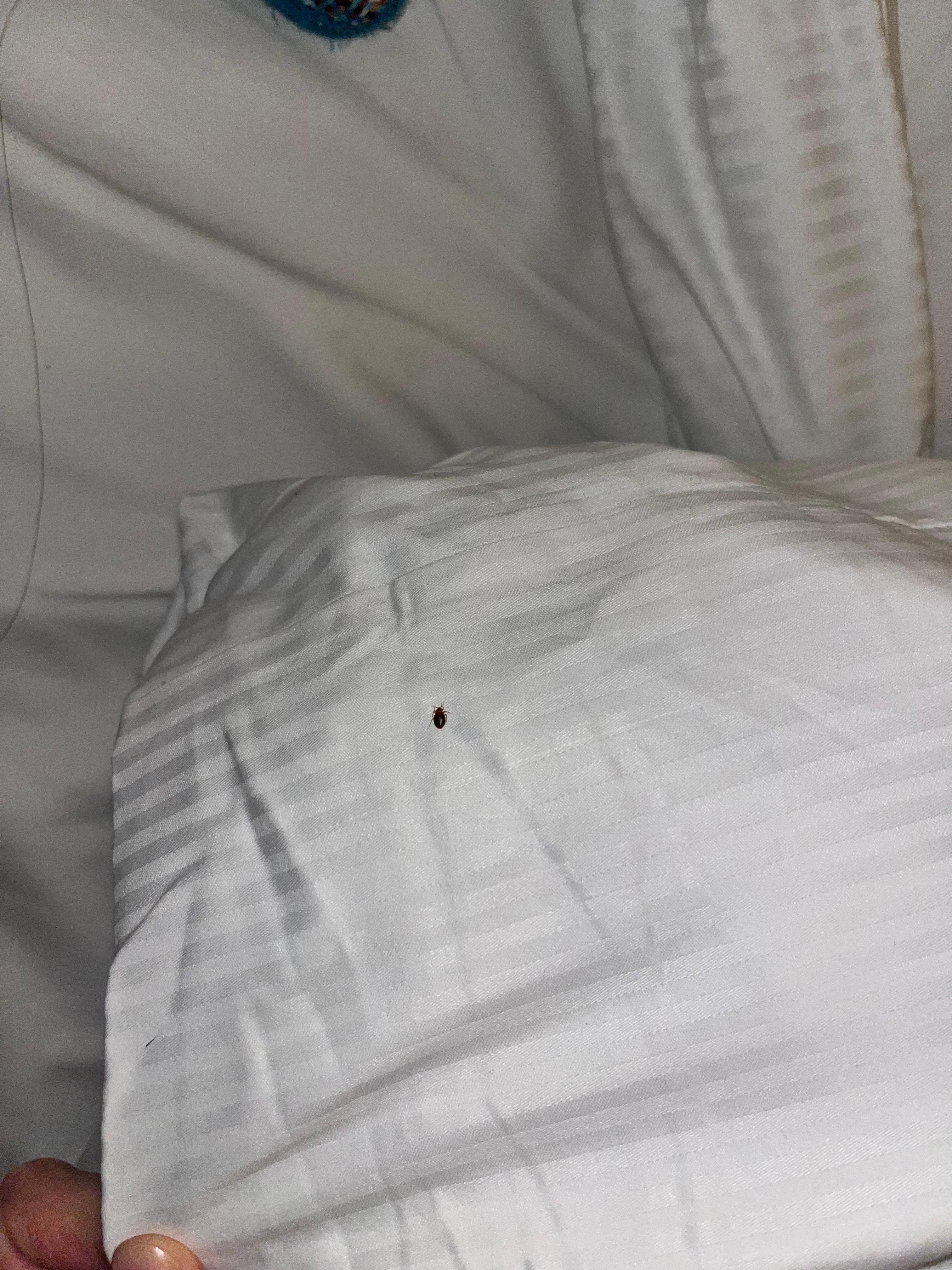 bed bugs found on my pillow and bed 