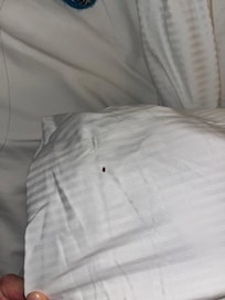 bed bugs found on my pillow and bed