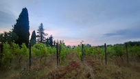 Il bellissimo vigneto davanti l'entrata del borgo