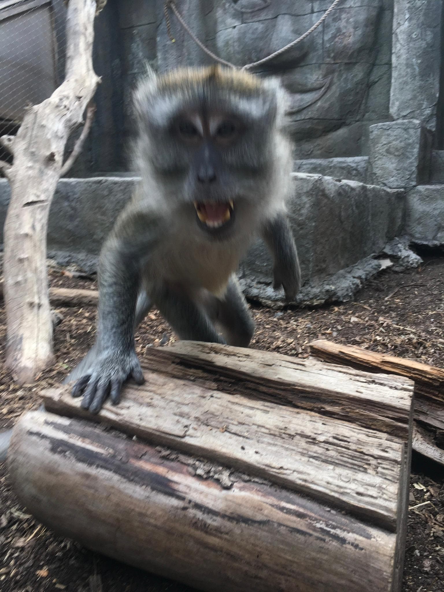 Watch out for the monkeys :)