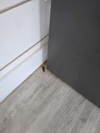 Roach