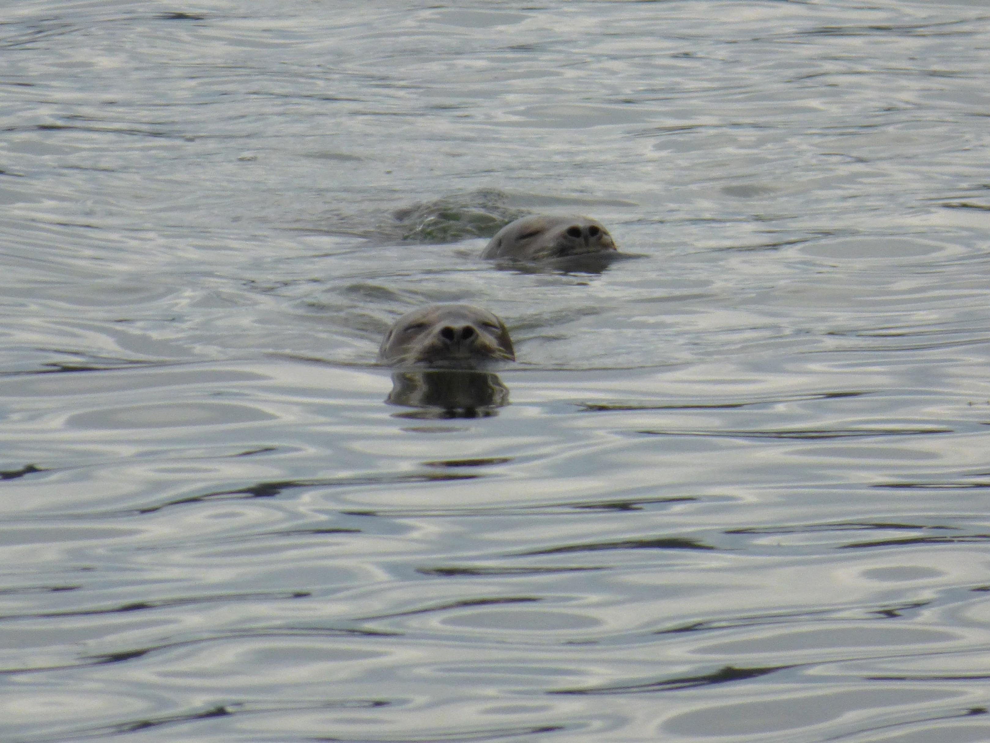 Happy seals