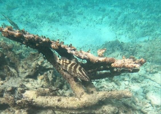 Snorkeling off South side