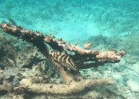 Snorkeling off South side